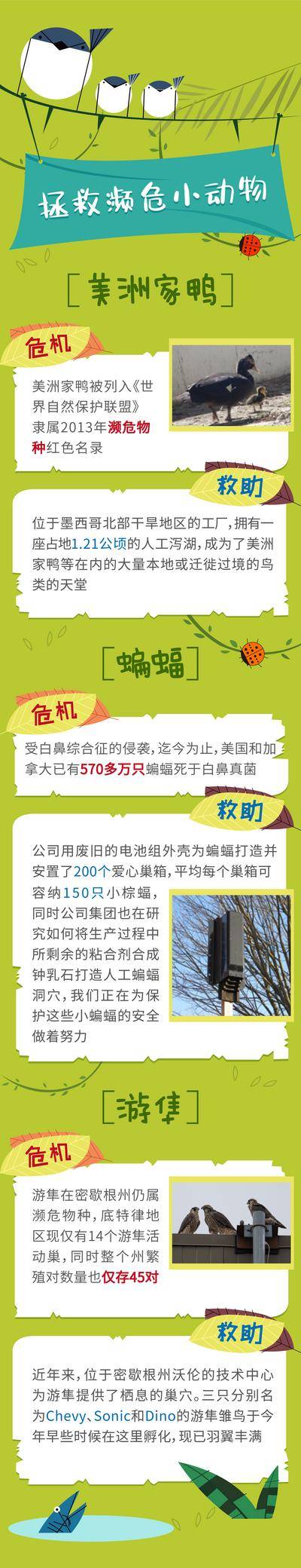 【南门网dcpsd.com】海报 长图 保护动物 教育 森林 鸟 瓢虫 鱼
