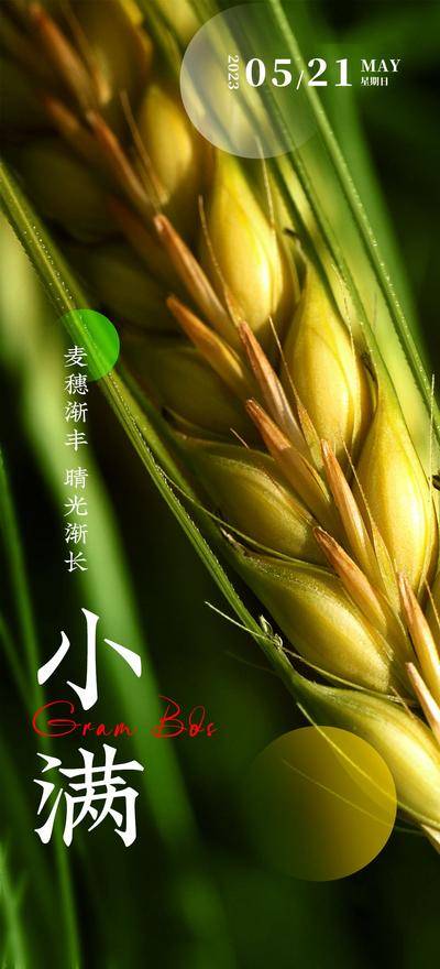 南门网 广告 海报 节气 小满 小满节气海报 小满节气图 小满微信 小满朋友圈图 地产微信 地产朋友圈 小满节气 小满挂画 小满画册 小满灯箱 小满杂志 小满折页 小麦 麦穗